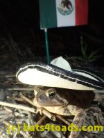 /home//u458753944/public_html/sourcegallery//Roxborough Toad Detour/2013-2019/2017/P4100667.JPG